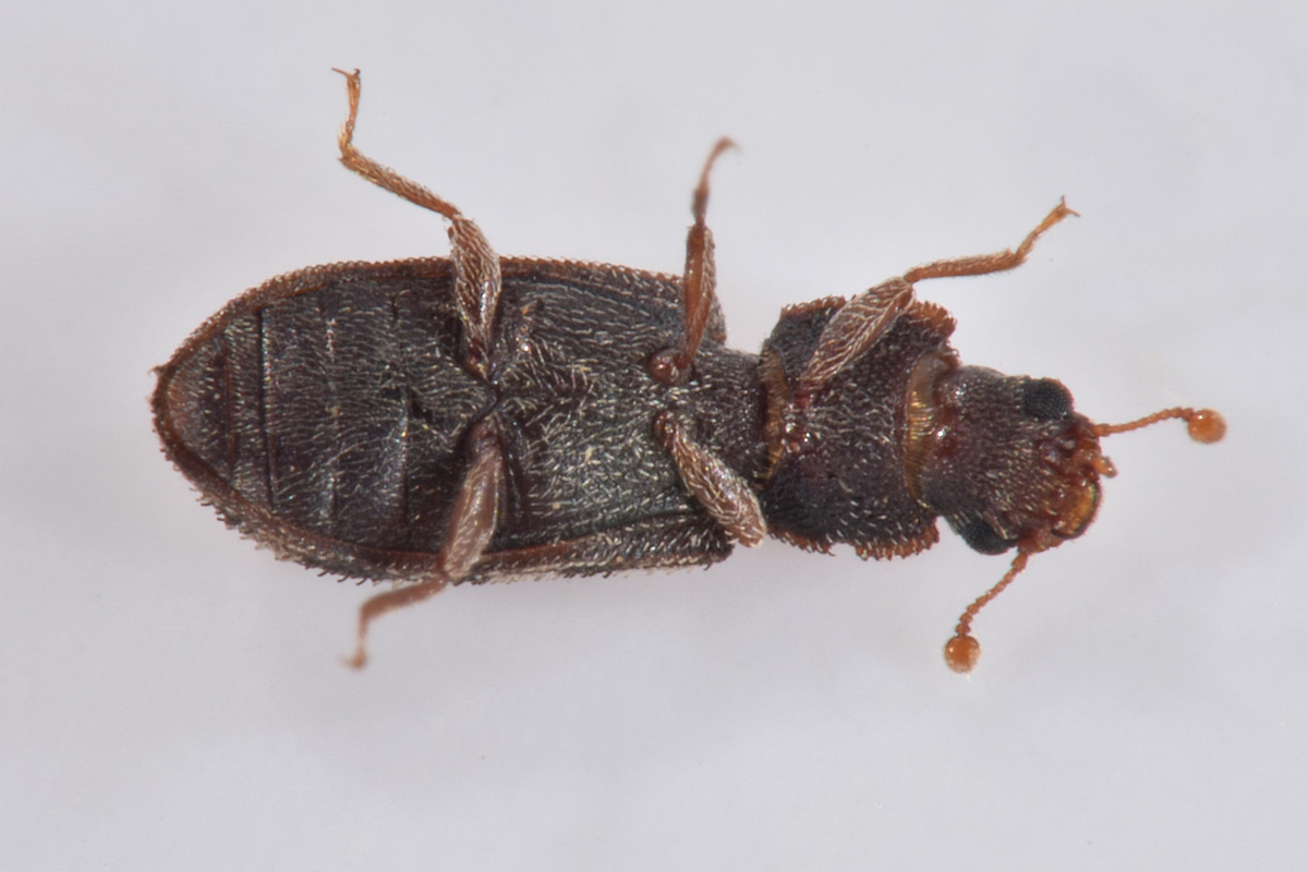 Zopheridae: Synchita sp.